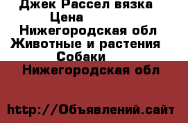 Джек Рассел вязка › Цена ­ 3 000 - Нижегородская обл. Животные и растения » Собаки   . Нижегородская обл.